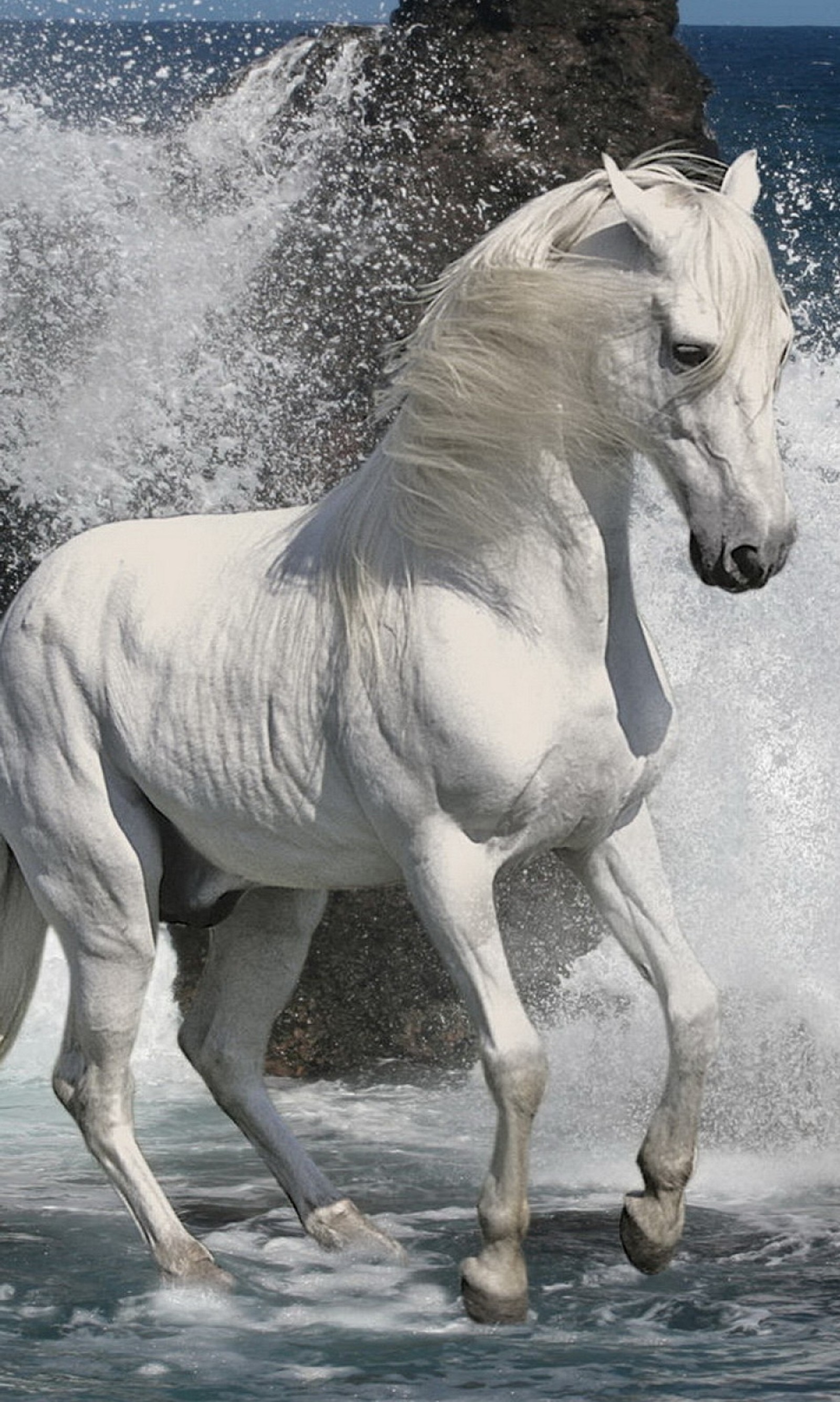 Araffe running in the water with a splash of water (animals, beach, equine, hd, horse)