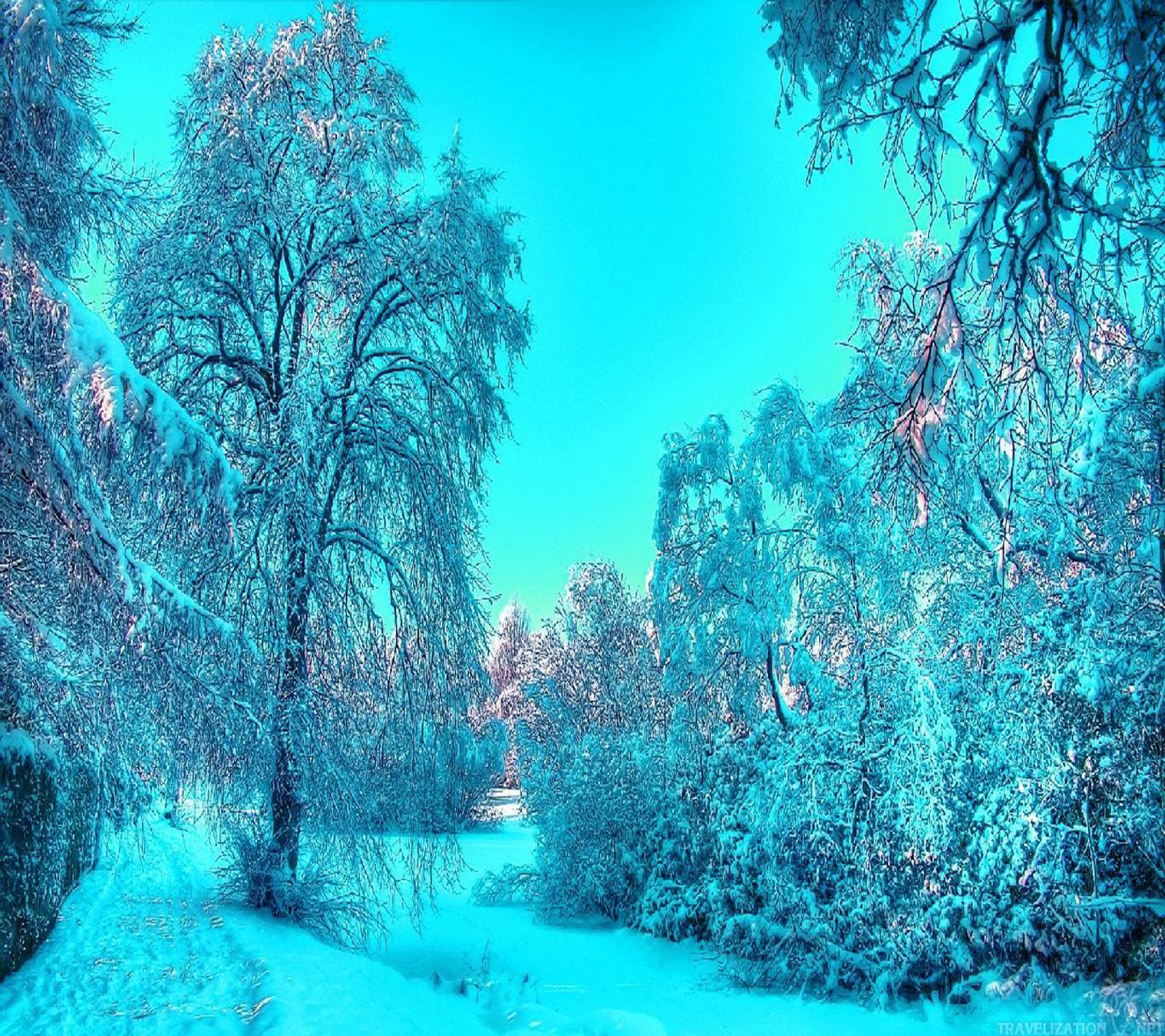 Caminho nevado na floresta com árvores e arbustos cobertos de neve (paisagem, inverno)