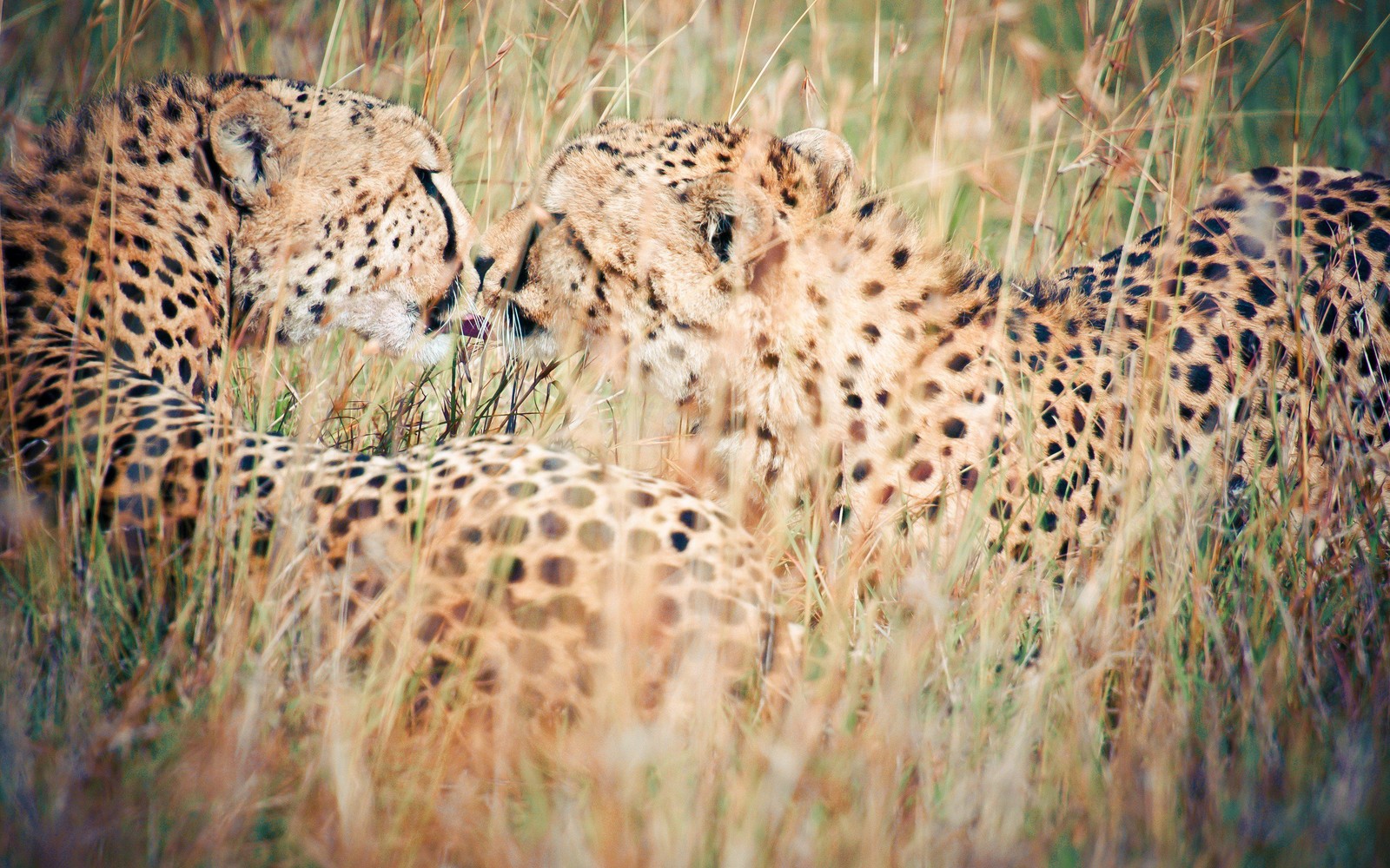 Il y a deux guépards allongés dans l'herbe haute (animal terrestre, faune, léopard, guépard, felidae)