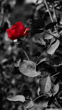 A vibrant red rose stands out against a monochrome background of leaves and thorns.