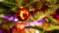 evergreen, event, christmas decoration, christmas, christmas tree wallpaper