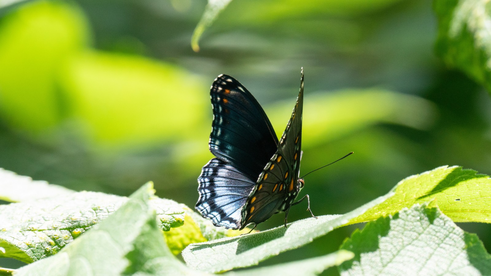 Lade lycaenid, insekt, wirbellose, arthropode, bestäuber Hintergrund herunter