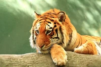 A majestic tiger resting on a log, intently staring with piercing eyes.