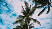 palmeras, árbol, árbol de palma, vegetación, planta leñosa