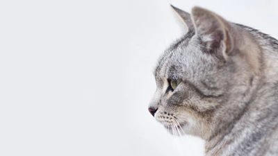 Profil d'un chat tigré avec des moustaches proéminentes et une expression curieuse.