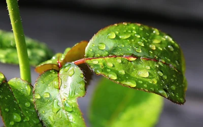 rosée, humidité, eau, vert, goutte