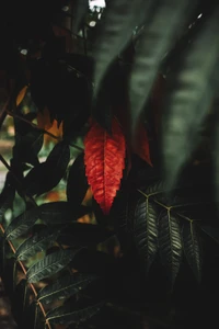 rojo, plantas, arbusto, ramo, cielo