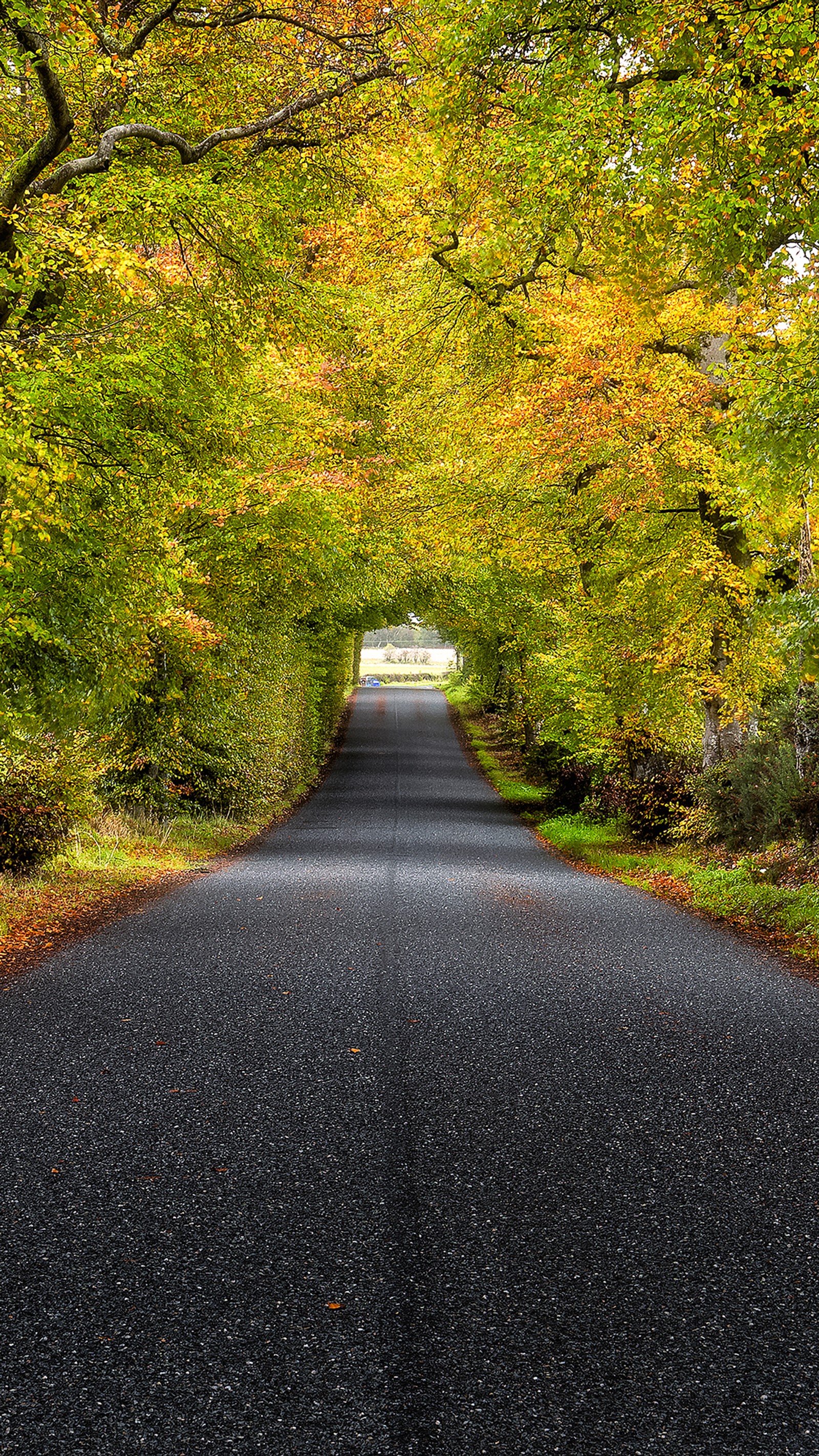 Una carretera con árboles a cada lado y una casa blanca a lo lejos (escocia, árbol, camino, planta, paisaje natural)