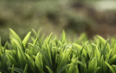 green, vegetation, plant, grass family, leaves