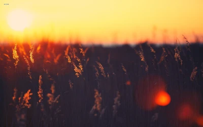 Golden Sunrise Over Dandelion Fields