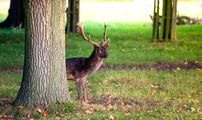 faune, cerf, corne, arbre, herbe