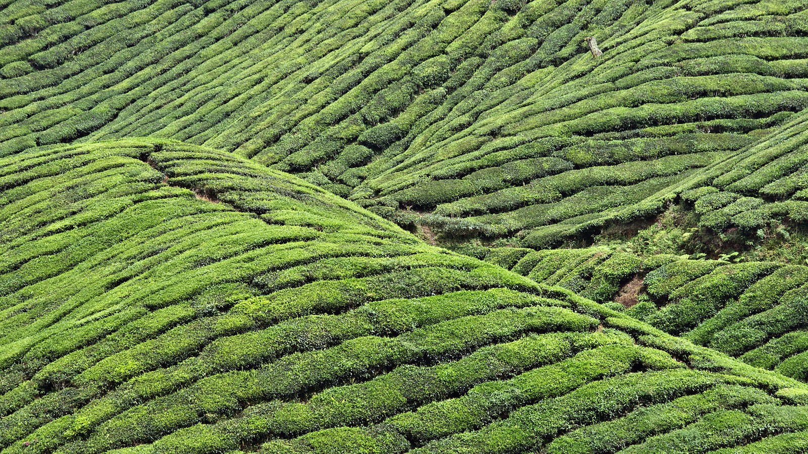 Um close de um campo verde com uma pessoa caminhando nele. (plantação, vegetação, terras altas, estação de montanha, chá verde)