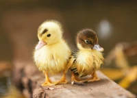 Dois adoráveis patinhos abraçando a fofura na natureza