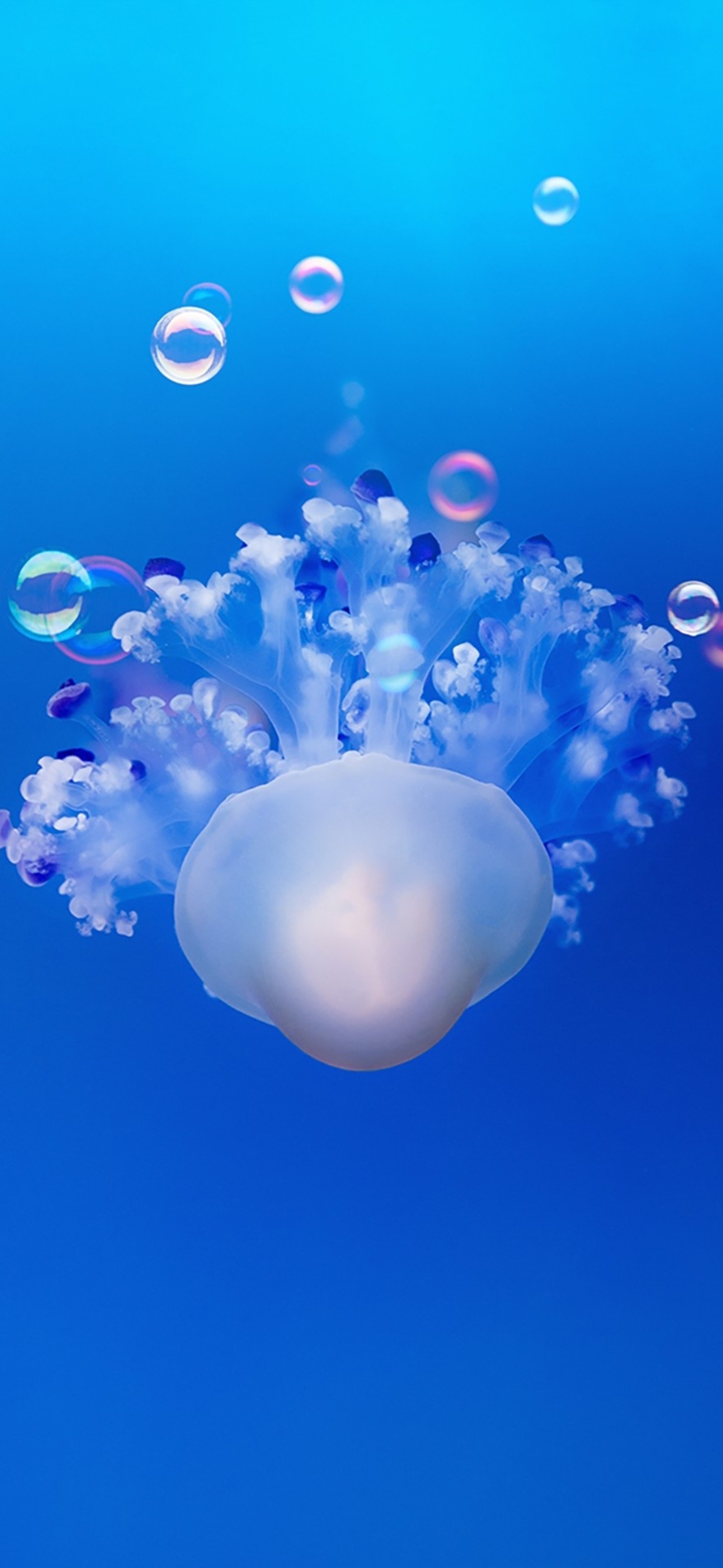 There are many bubbles floating in the air above the ocean (smartphone, water, liquid, blue, marine invertebrates)