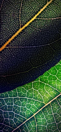 Motifs symétriques de la nature : textures de feuilles complexes sur un fond azur