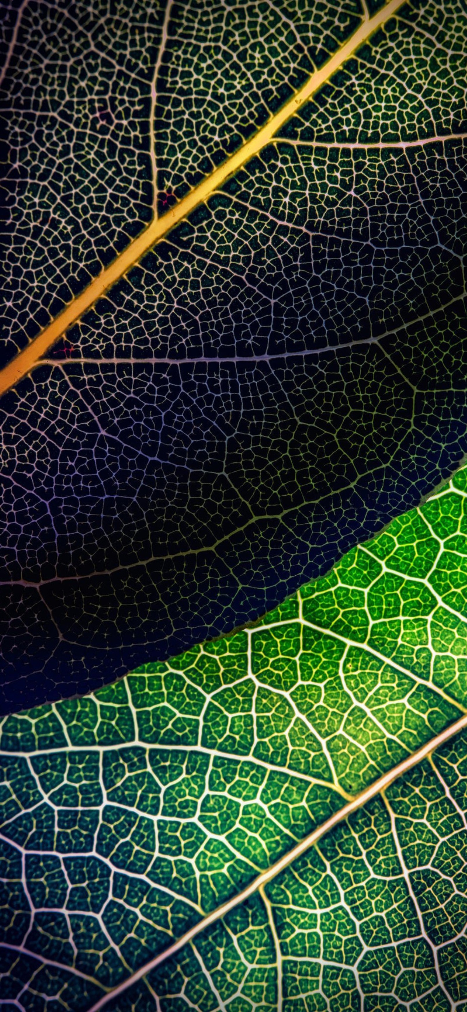 A close up of a green leaf with a yellow line on it (leaf, nature, azure, textile, world)