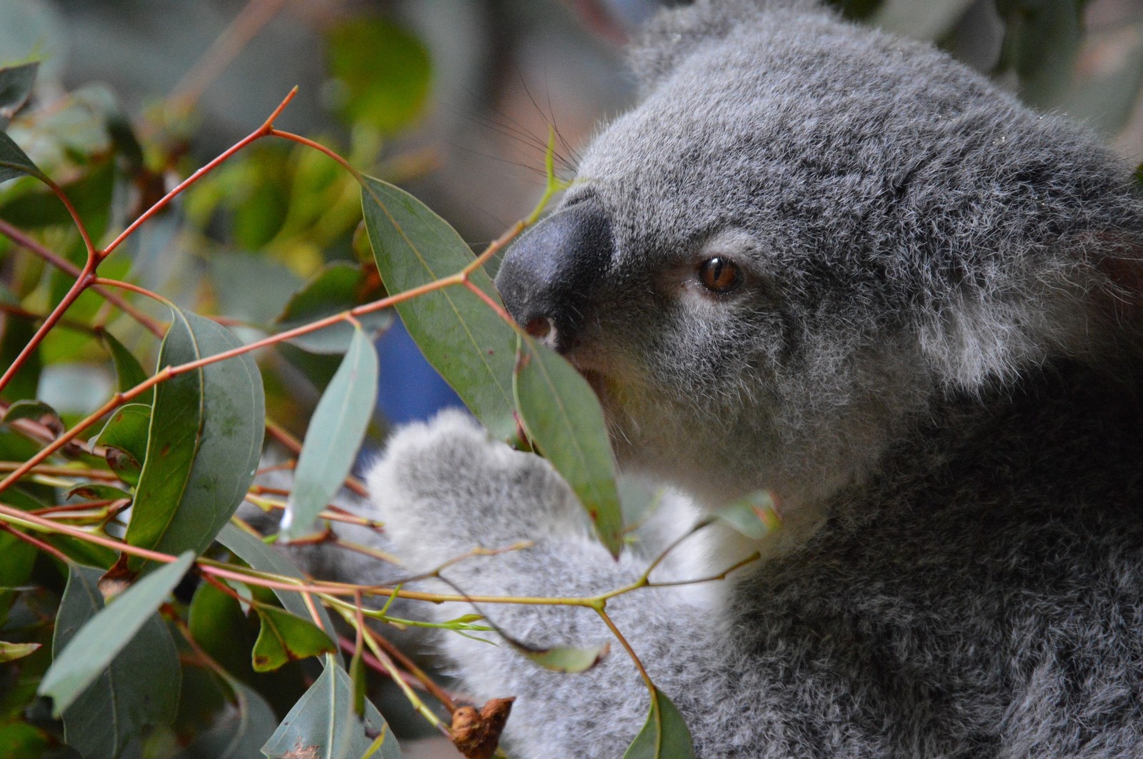 koala, snout, marsupial, terrestrial animal, wildlife wallpaper