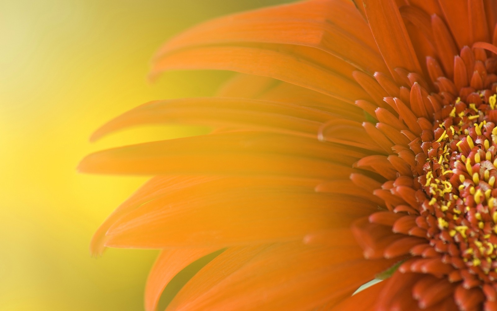 There is a close up of a flower with a yellow background (orange, petal, gerbera, daisy family, macro photography)