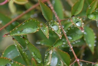 Folhas beijadas pelo orvalho em uma planta terrestre vibrante