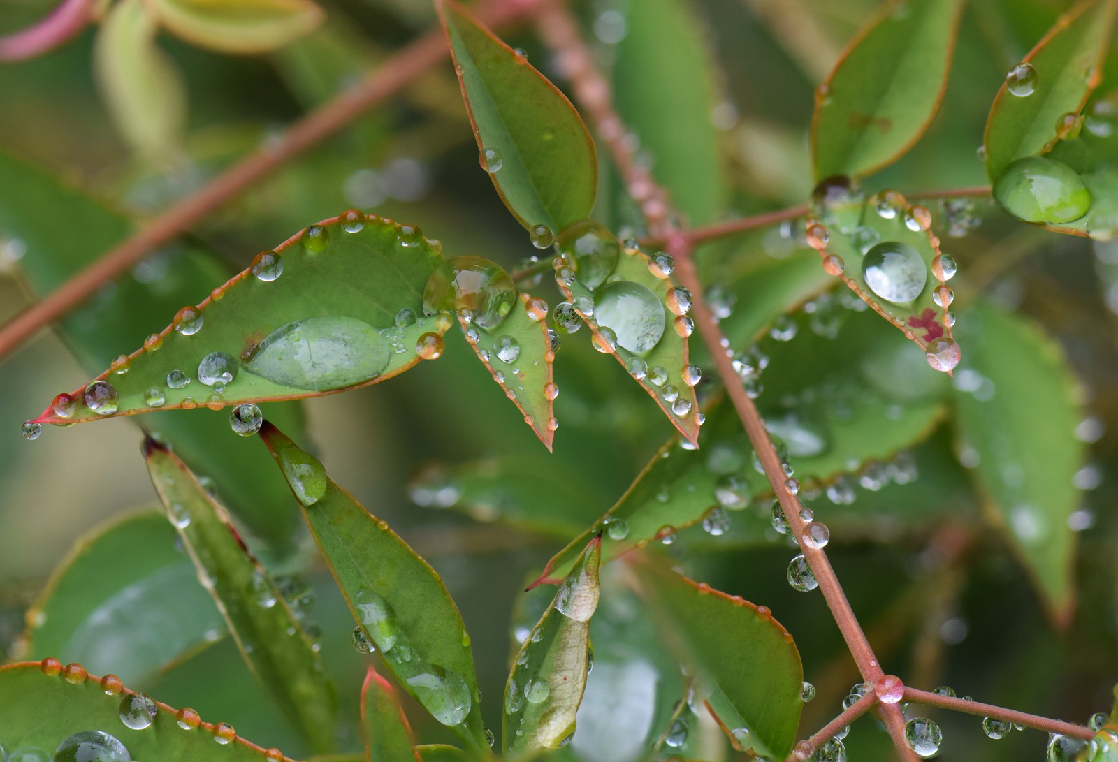 Un primer plano de una planta con gotas de agua sobre ella (hoja, tallo de planta, planta, agua, planta terrestre)