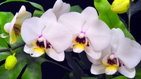 Orquídeas mariposa delicadas em flor: uma visão macro da pureza graciosa e dos detalhes vibrantes de Cattleya Labiata.