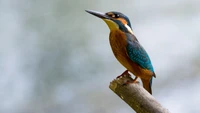 Vibrantly colored kingfisher perched elegantly on a branch, showcasing its distinctive beak and plumage.