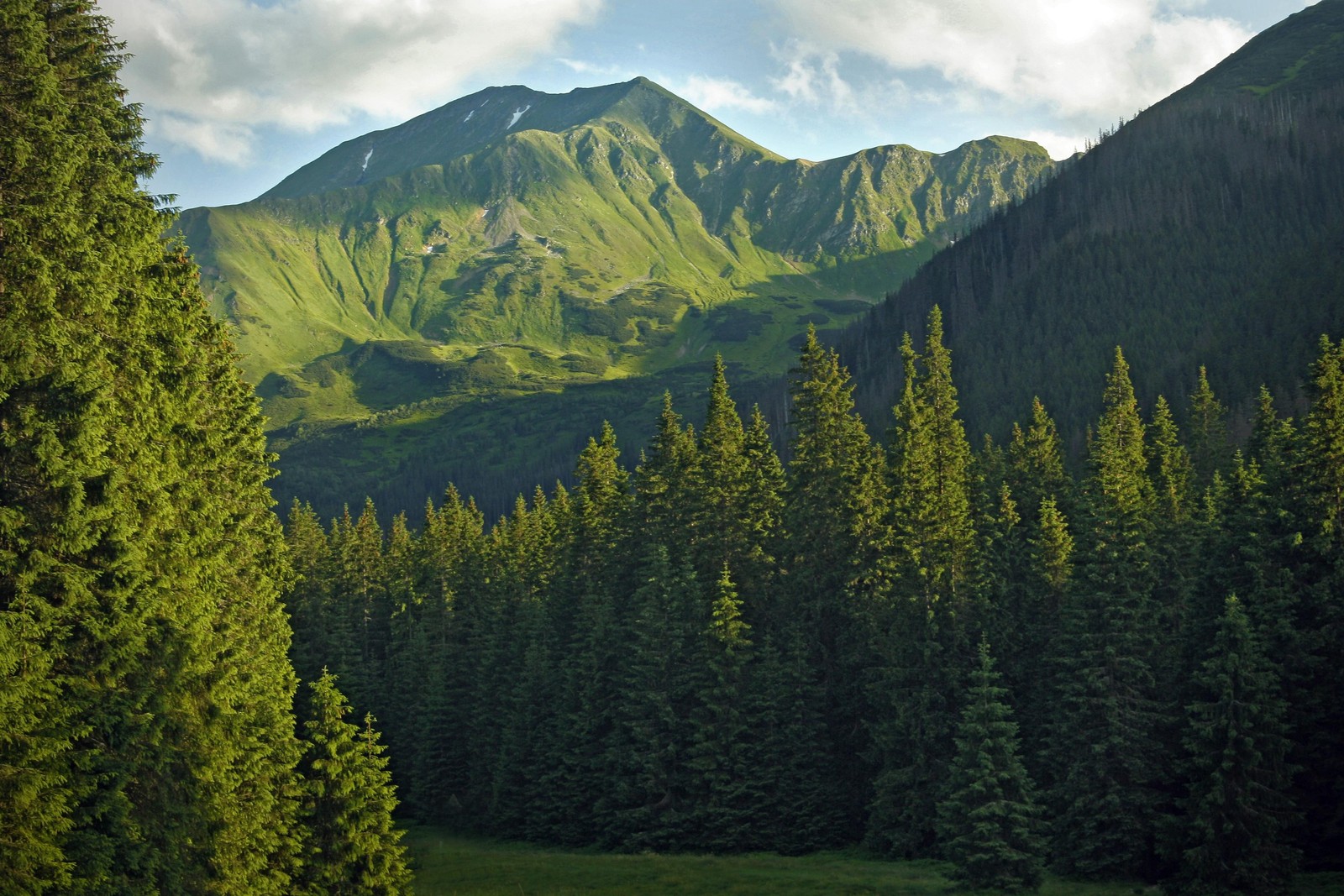 Téléchargez le fond d'écran forêt, arbre, formes montagneuses, montagne, nature