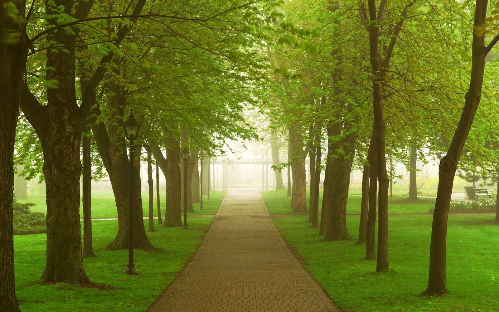 Vue d'un chemin à travers un parc avec des arbres et de l'herbe (vert, arbre, nature, plante ligneuse, bosquet)