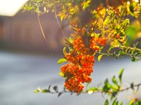 Lebendige orange Beeren an einem Zweig vor einem sanften Hintergrund