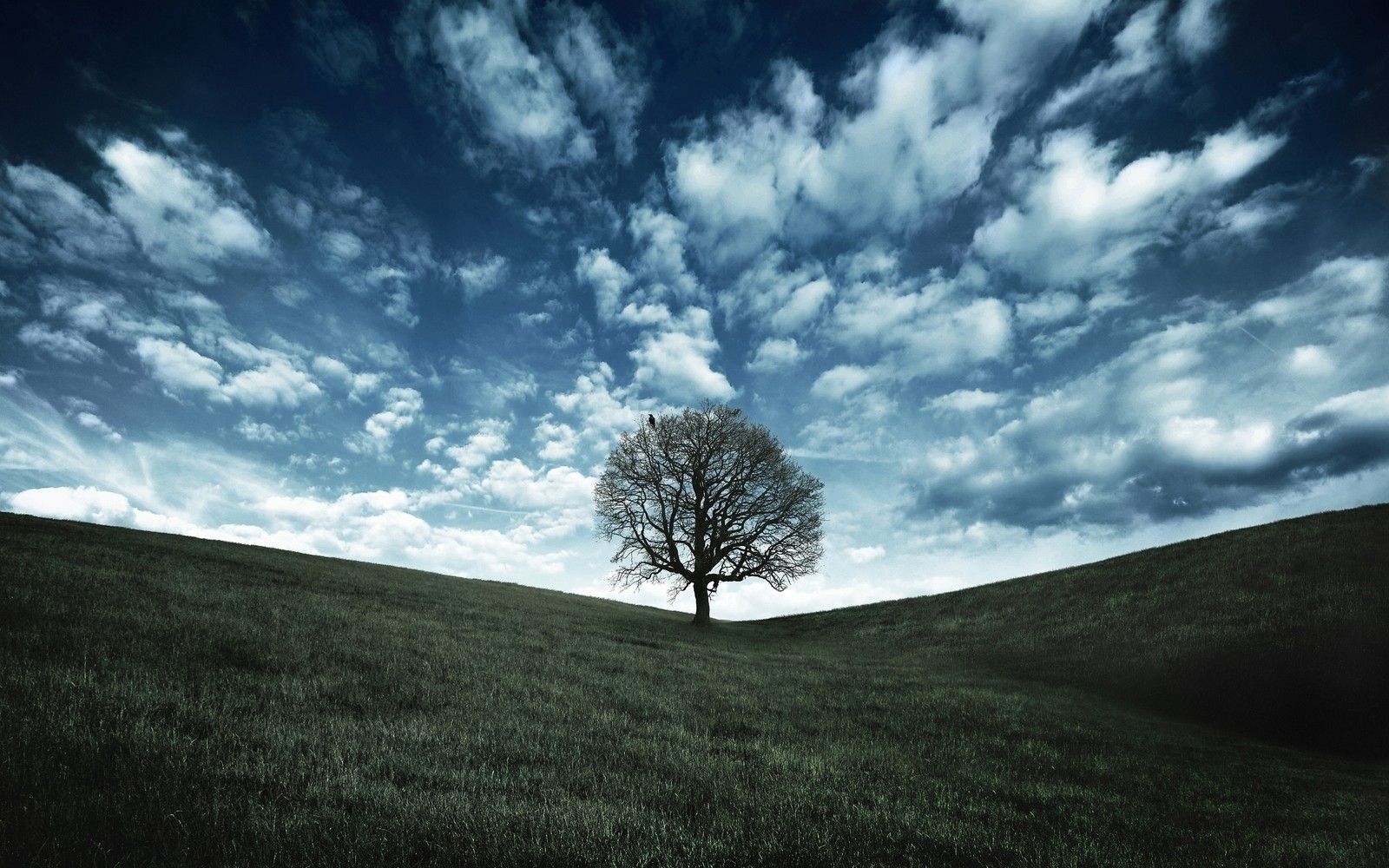 tree, nature, cloud, grassland, grazing wallpaper