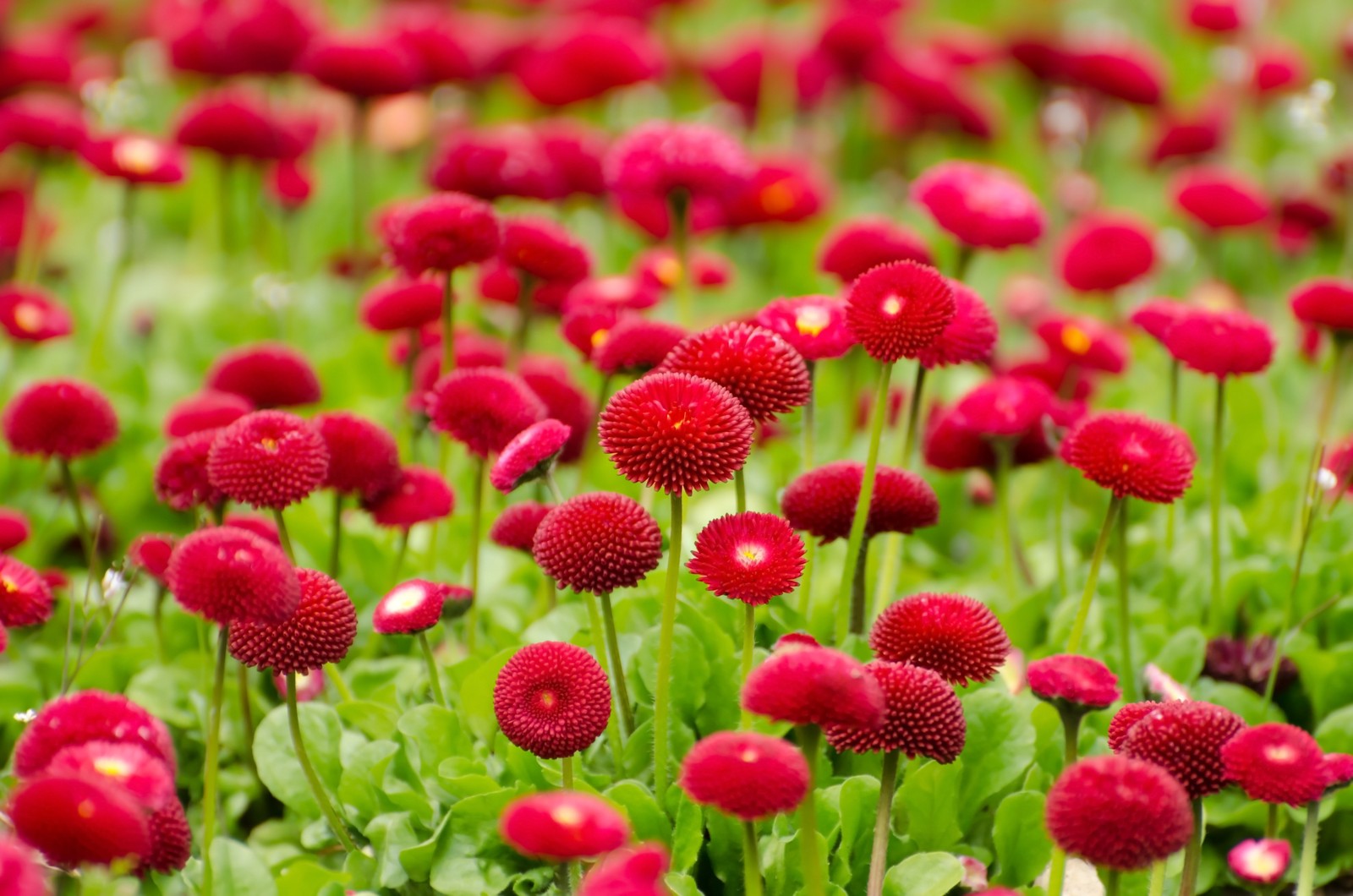 red flowers, blossom, spring, bloom, flower garden wallpaper