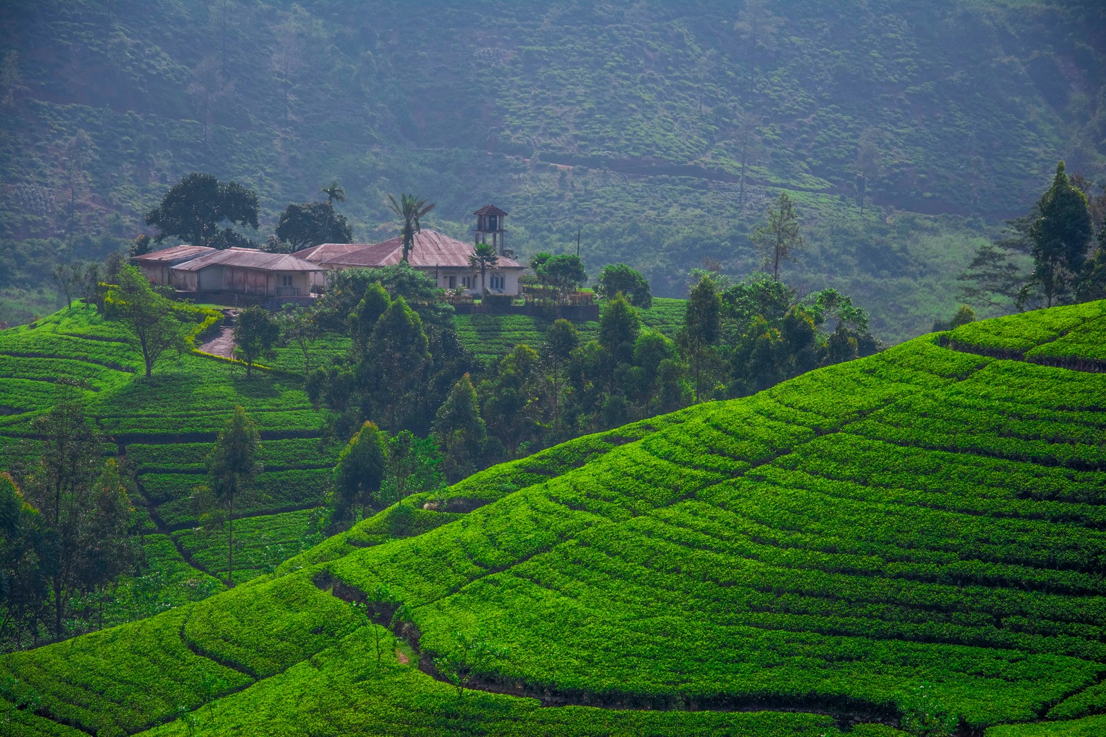 Lade sri lanka, hochland, terrasse, bergstation, feld Hintergrund herunter