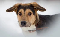 A beagle mix with expressive eyes and distinctive ears, standing in a snowy landscape.