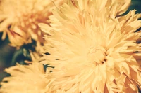 Close-Up of Vibrant Yellow Chrysanthemum Petals