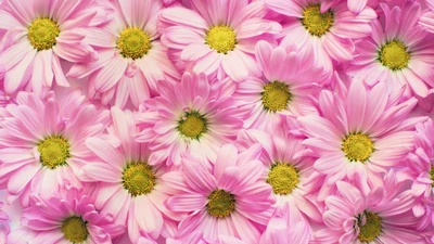 A vibrant arrangement of common daisies with soft pink petals and bright yellow centers, creating a cheerful floral design.