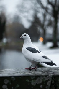 A white pigeon with gray markings stands gracefully on a stone ledge, set against a blurred, moody background of a tranquil landscape.