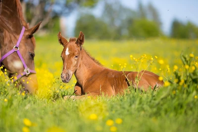 A playful foal resting in a field of yellow flowers beside its mare, surrounded by lush greenery.