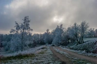 Gefrorener Weg durch eine Winterlandschaft