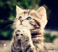 Adorable Kitten in Prayer