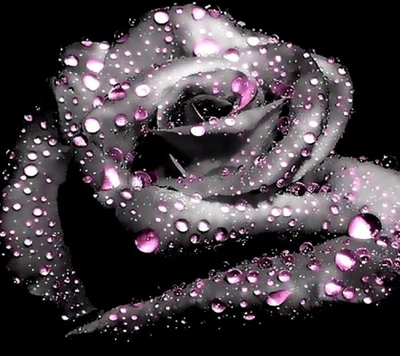 gotas, rosa