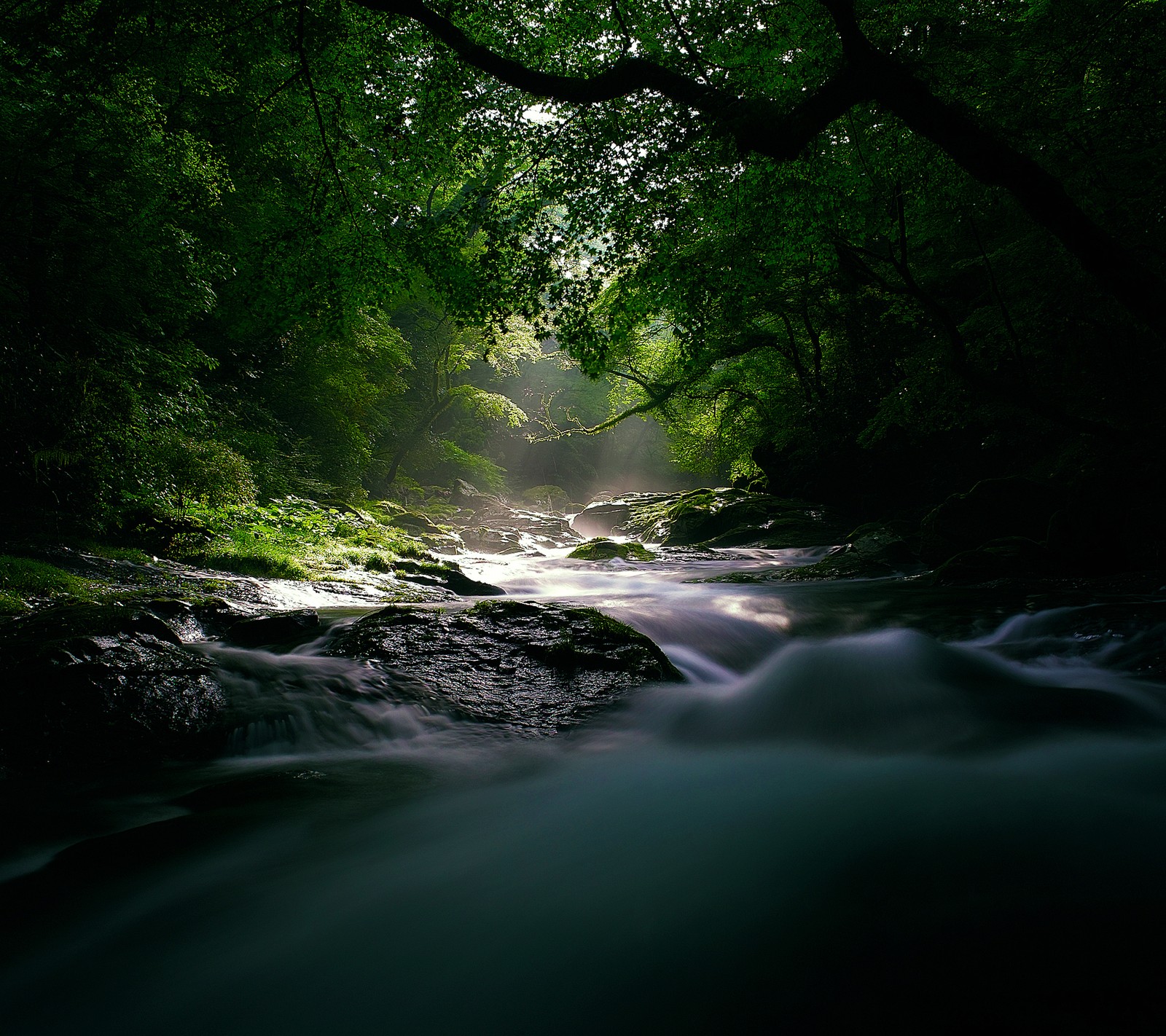 Il y a un ruisseau qui traverse une forêt avec un rayon de soleil (beau, rio, flueve, selva)