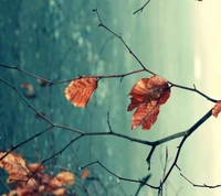 Autumn Leaves on a Bare Branch