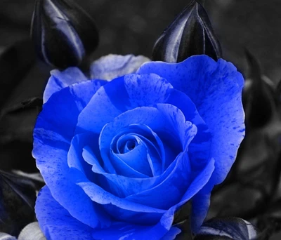 azul, flor, paisagem, natureza, rosa