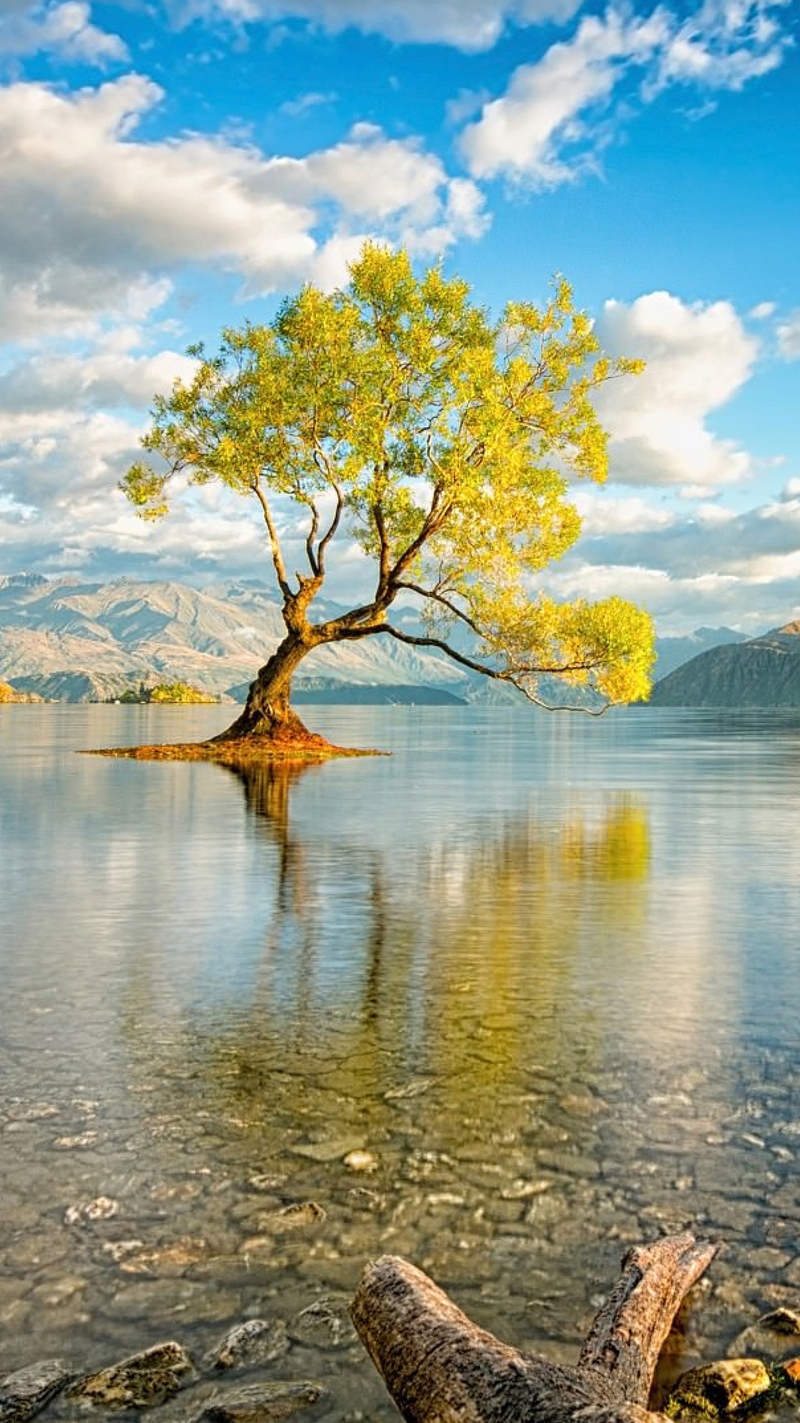 Lade baum, lac Hintergrund herunter