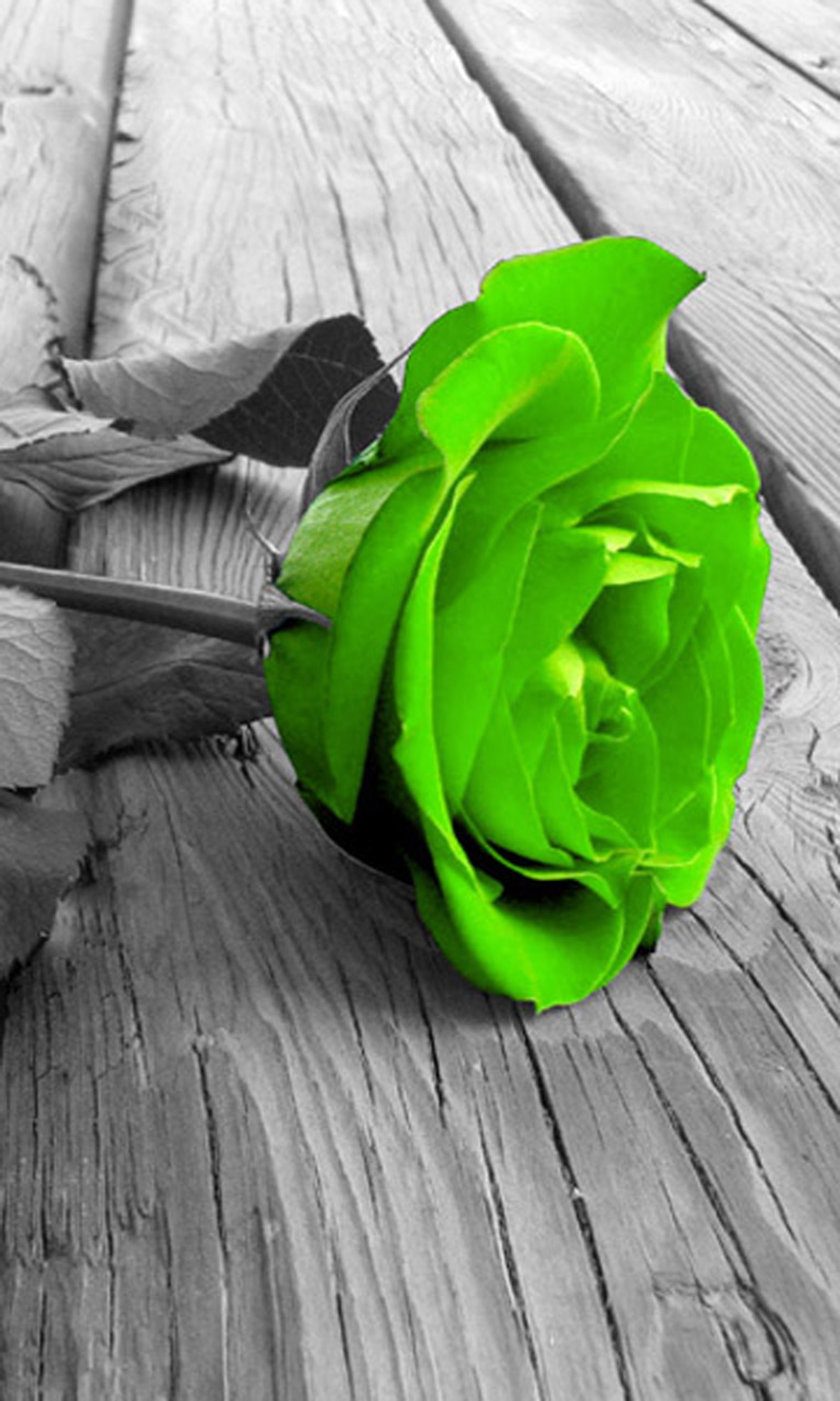 There is a green rose sitting on a wooden table (abstract, design, flower, green, rose)