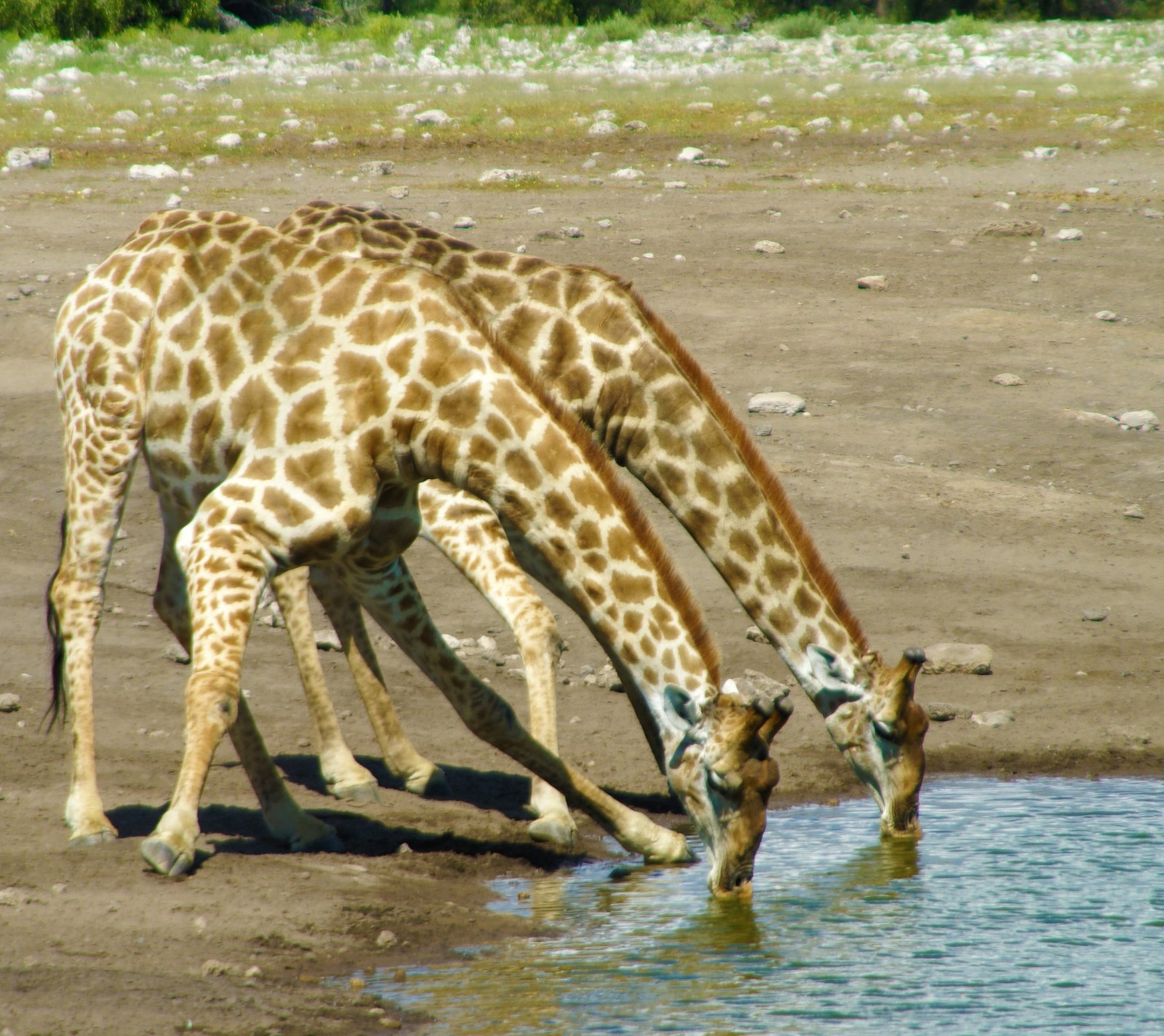 There are two giraffes drinking water from a watering hole (animals, giraffes)