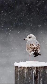 oiseau, nature, smartisan os, neige, papier peint de stock