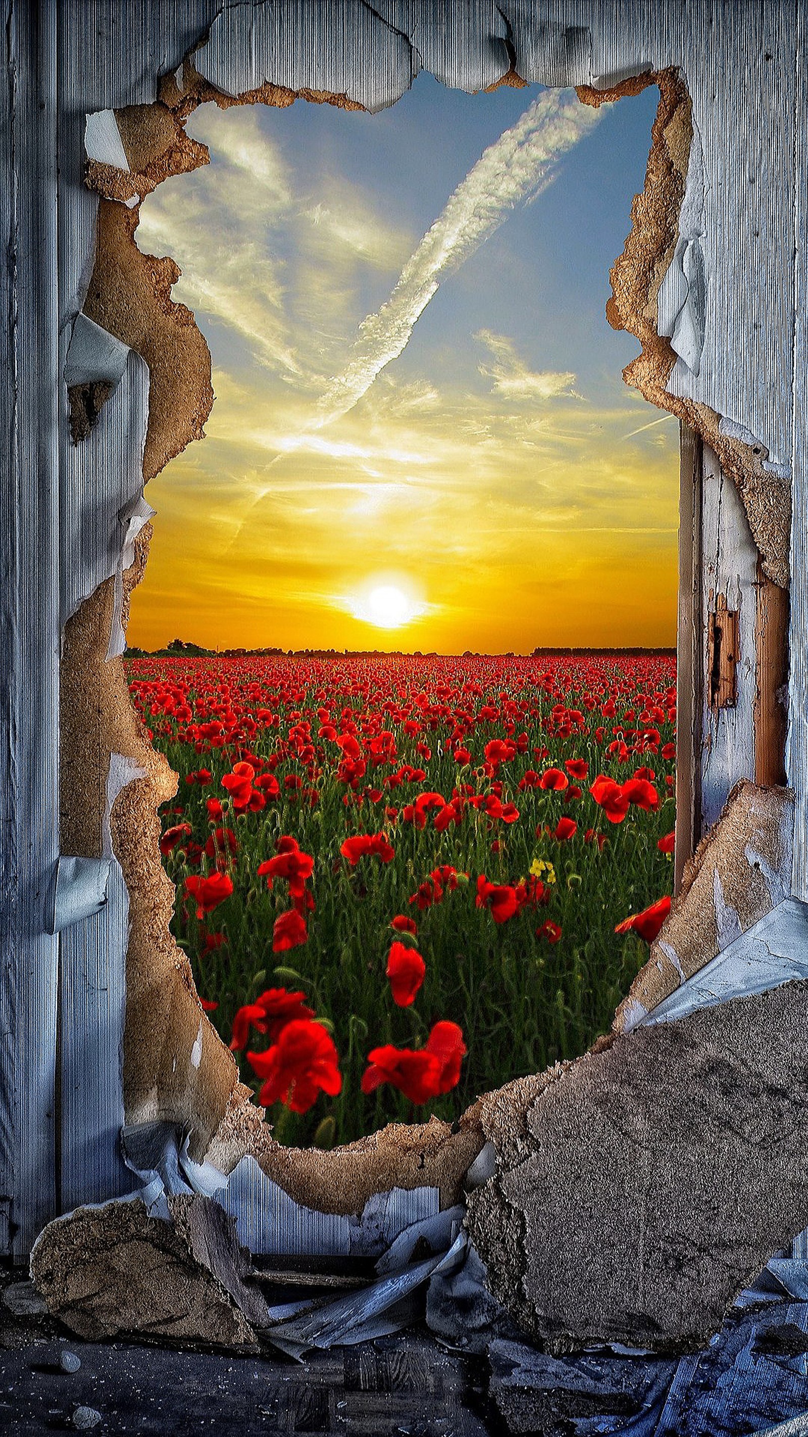 Vista de um campo de flores vermelhas através de um buraco na parede (flores, natureza, vermelho, céu, sol)