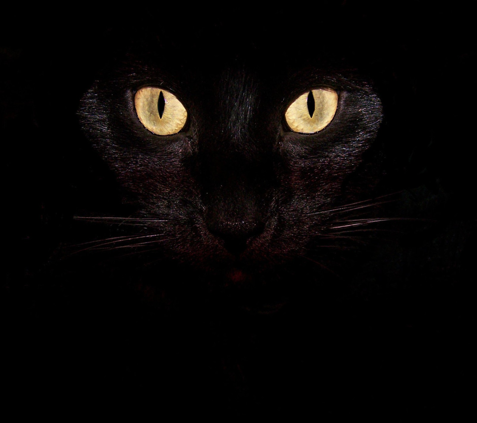 Eine schwarze katze mit gelben augen in der dunkelheit (schwarz, gato)