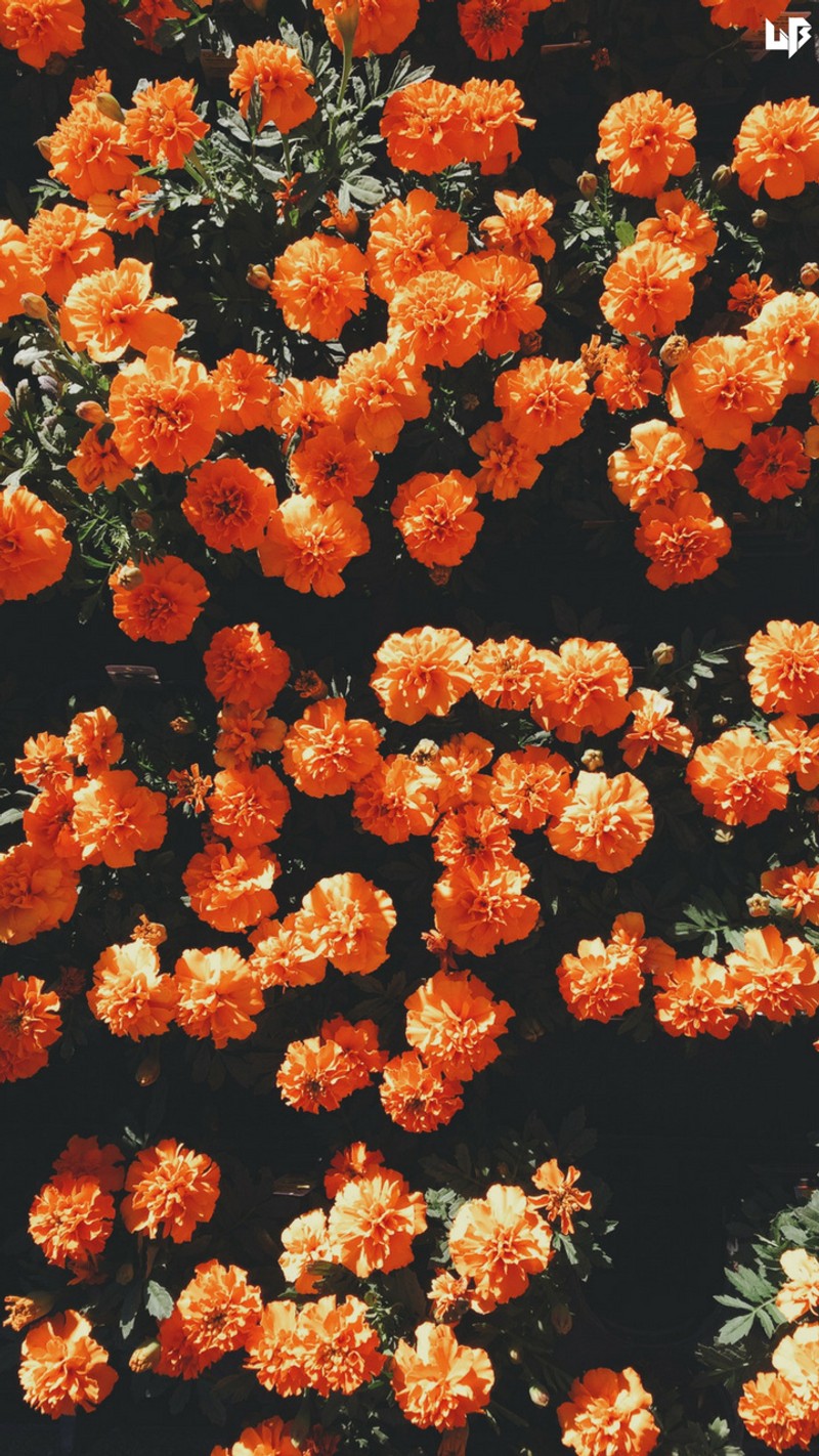 There is a large group of orange flowers that are in the grass (flowers, lavender, leaf, tumblr)